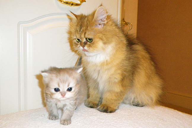 kitt mum
